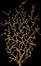 DriedBrambles3