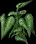 ElephantEar