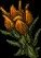 EmberBlossom