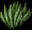 FanGrass