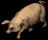 farmlandpig2