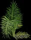 Fern