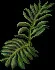 Fern2