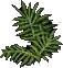Fern3