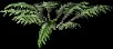 Fern4
