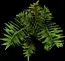 Fern5