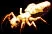 fireant