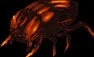 firebeetle
