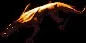 firesalamander
