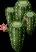 FloweringCactusBush