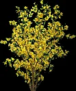 forsythiabush