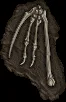 fossil dragon09