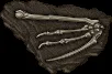 fossil dragon12
