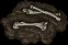 fossil ettin04