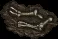 fossil giantllama01