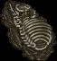 fossil giantllama05