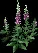 Foxglove