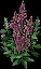 Foxglove2