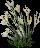 Freesia