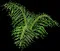 Frond