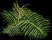 Frond2