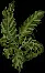 Frond3