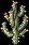 GhostCactus
