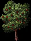 giantappletree