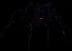 giantblackwidow1