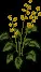 GiantButtercup