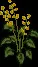 GiantButtercup2