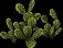 GiantCactusBush