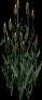 GiantCattail