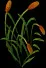 GiantCattails