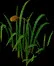 GiantCattails2