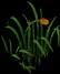 GiantCattails3