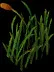 GiantCattails4