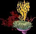 GiantCoralCollectiveA