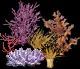 GiantCoralCollectiveB