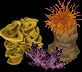 GiantCoralCollectiveC