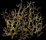 GiantDriedBrambles3