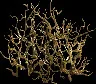 GiantDriedBrambles4