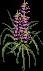 GiantFoxglove