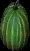 giantgreenpumpkin