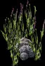 GiantKelpFormation