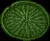 GiantLilypad