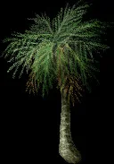 GiantPalm