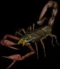 giantscorpion