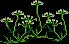 GiantSnowdrops