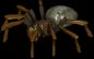 giantspider